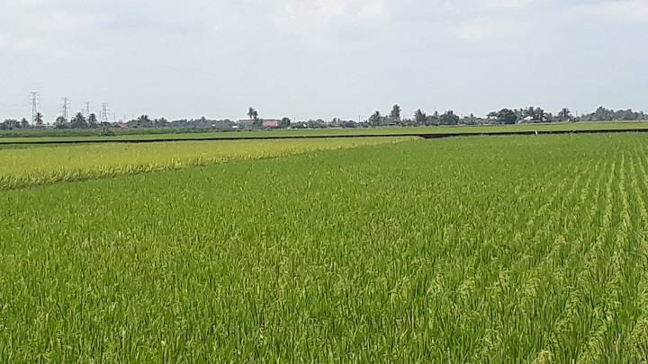 Festival Sawah Padi Sekinchan perkukuh kedudukan Selangor sebagai destinasi pelancongan Festival Sawah Padi Sekinchan perkukuh kedudukan Selangor sebagai destinasi pelancongan